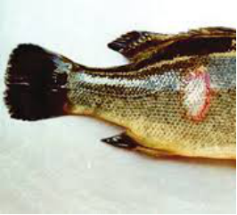 Tetrahymena