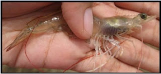 White Feces Disease (WFD)