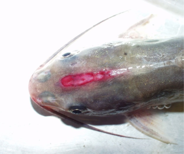 Enteric Septicaema Catfish (ESC)