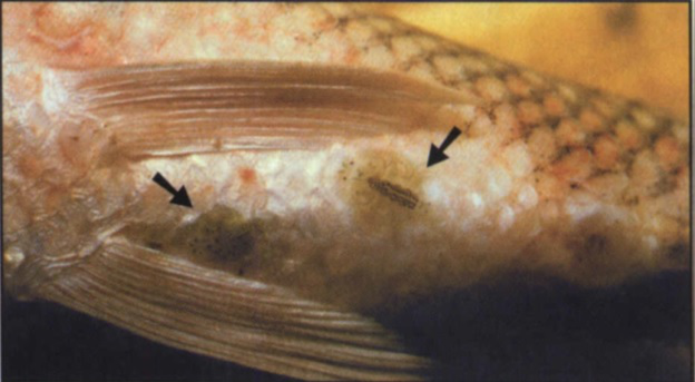 Argulosi