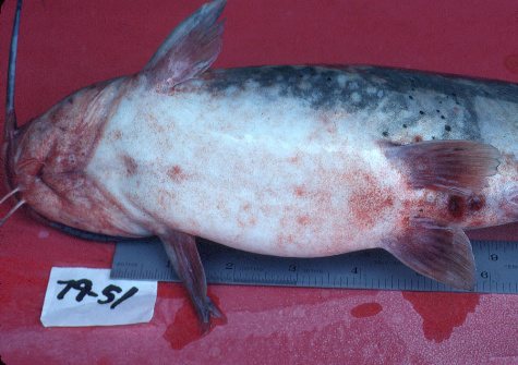Enteric Red Mounth Disease (Erm)