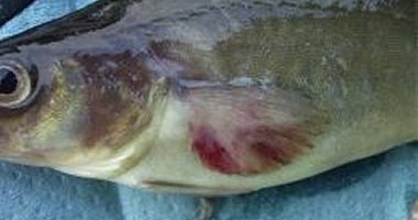 Vibriosis