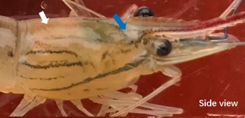 Decapod Iridecent Virus 1 (Div1)