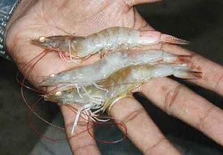 Infectious Myonecrosis Virus (Imnv)